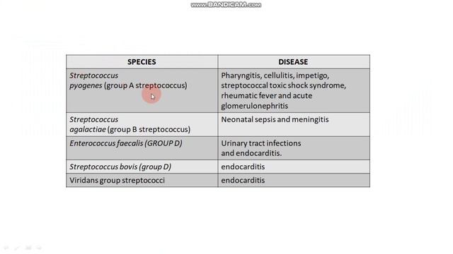 Streptococcus Microbiology - Signs Of Strep Throat смотреть онлайн