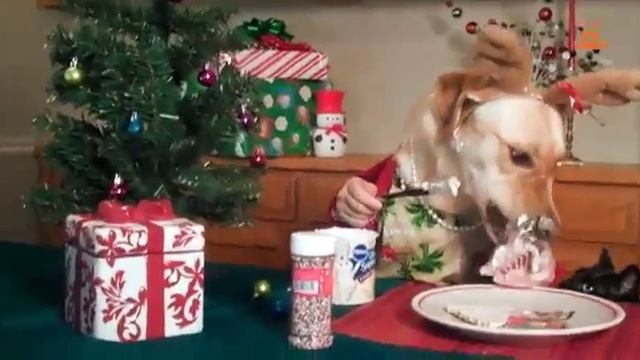 Новогодние приготовления собак смотреть онлайн