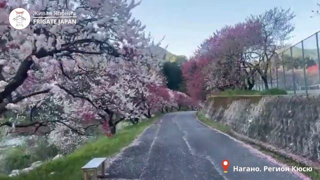 Нагано и Цветение персика 2023 смотреть онлайн