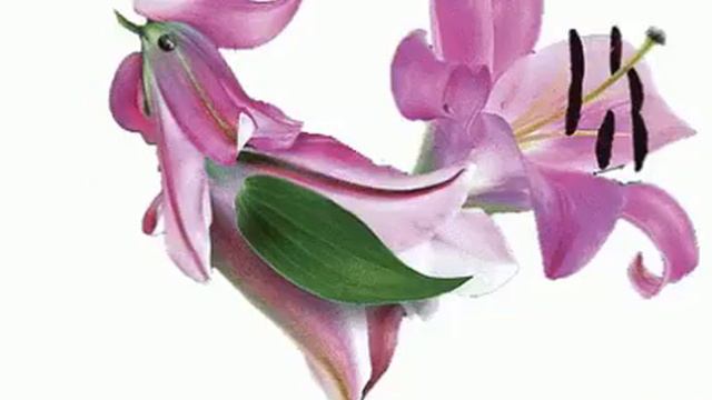 Петух смотреть онлайн