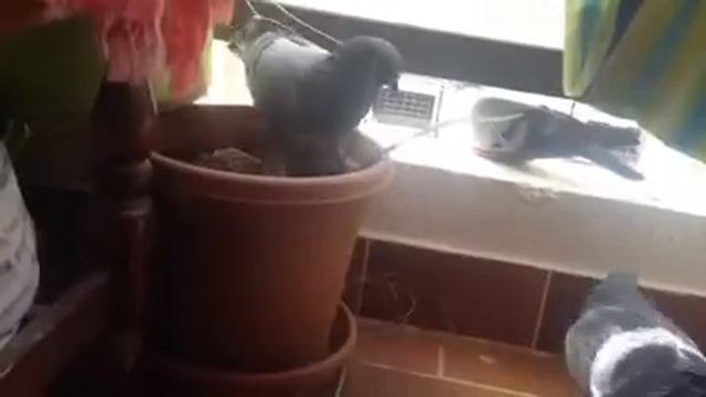 Pigeon fight For Their Cage - Angry Birds смотреть онлайн
