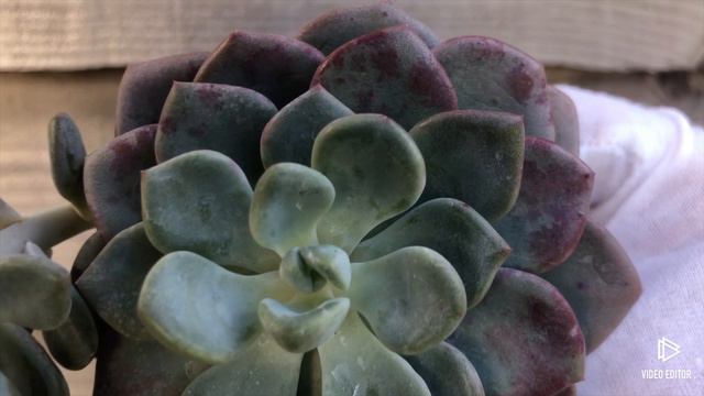 Echeveria Amor Fati смотреть онлайн