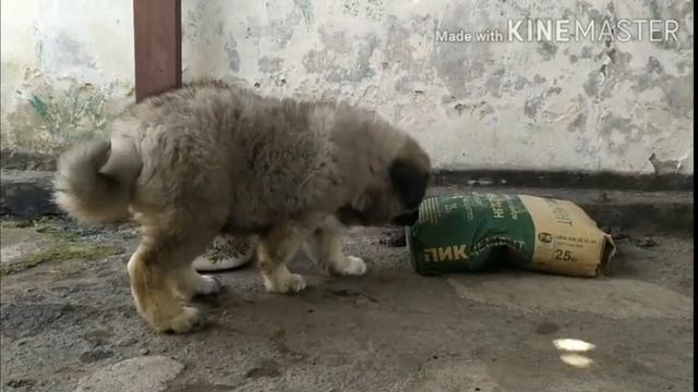 Щенок кавказской овчарки. Первый год жизни в семье смотреть онлайн