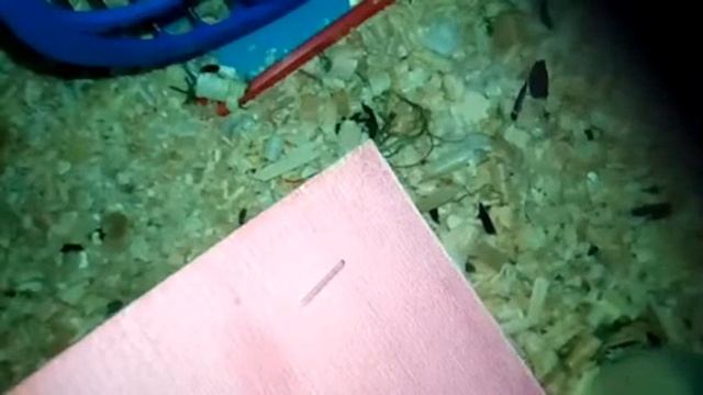 Камера над клеткой Джулии? Что она делает вечером?? смотреть онлайн