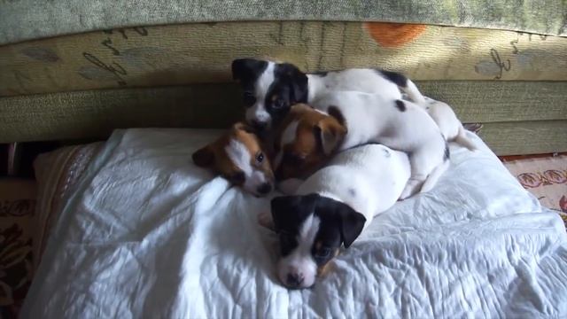 Уход за щенком | Что купить для щенка | В доме появился щенок смотреть онлайн