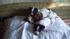 Уход за щенком | Что купить для щенка | В доме появился щенок