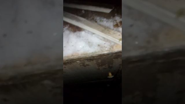 Начало разведения! Белый великан) смотреть онлайн