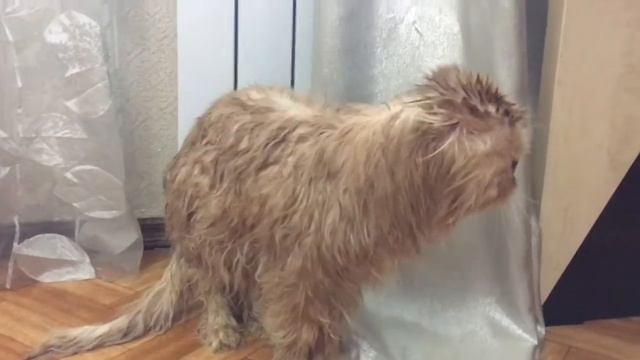 Помыли киску. Хайленд фолд