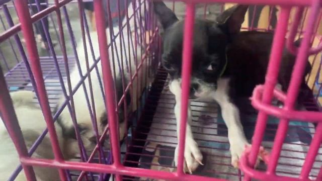 OCTOBER 2023 UPDATED ARRANGUE PET PRICELIST | GIVEAWAY!! + CUTE PUPPIES? **MUST WATCH** смотреть онлайн