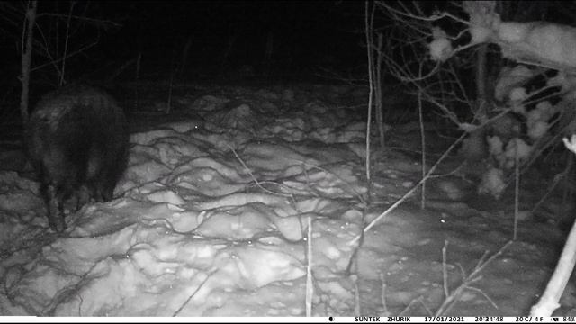 15.01.2021 Секач в наморднике