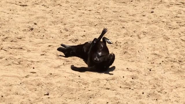 Неуловимый тайский пес в горячей крови!! смотреть онлайн