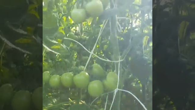 Крупноплодный томат Алая Каравелла F1