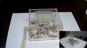Кормление большой семьи Camponotus nicobarensis