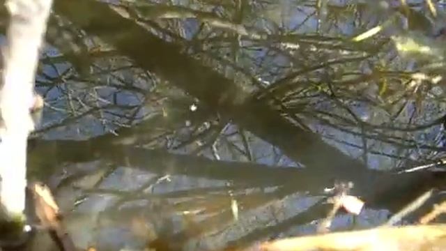 Нерест плотвы2 смотреть онлайн