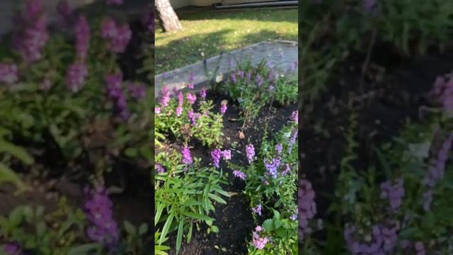 Angelonia flowers story смотреть онлайн