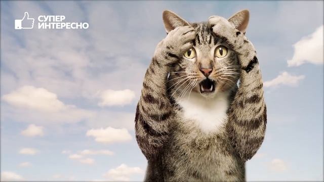 Вредная ЕДА ДЛЯ КОШЕК. Чем кормить кошку Что нельзя кошкам