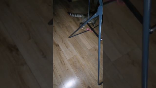 Нормально сыграл. Кот Толстик и мяч. смотреть онлайн