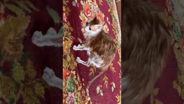 Как я искупала котёнка | Кот в обличии крысы | Домашняя крыса смотреть онлайн