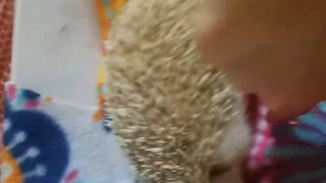 My hedgehog lily смотреть онлайн