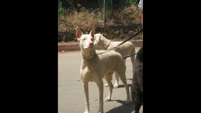Doberman all review all colour all breed #animal lover смотреть онлайн