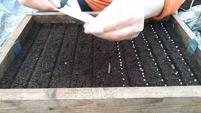 Посев однолетних цветов бакопа, гвоздика, бархатцы на рассаду смотреть онлайн