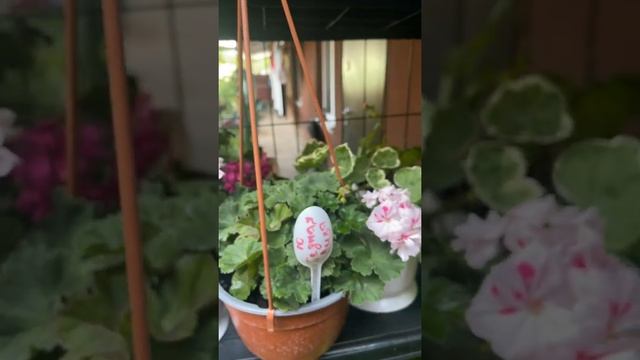 19 июня 2022 г. Пеларгония Ю Бедная Лиза,900 р, черенкую под заказ смотреть онлайн