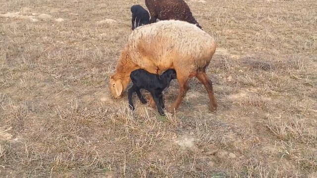 (474) окот на поле. перва окотки. смотреть онлайн