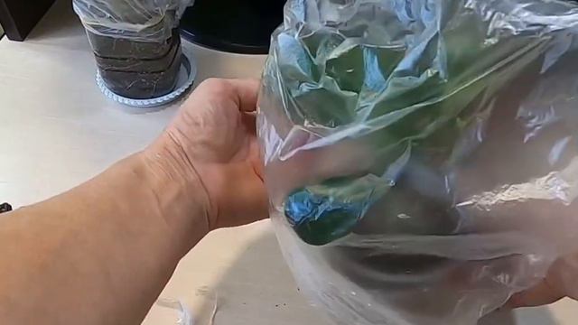 Адениумы. Удачные прививки. Снимаем повязки и смотрим. 20 декабря 2022 г. смотреть онлайн