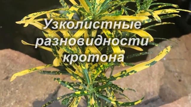 Разнообразие  Кротонов. Виды и сорта Кротона.