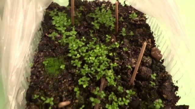 Ранняя посадка камнеломки и колокольчика смотреть онлайн