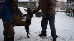 Вши у коз. Кормовая сера.100% результат