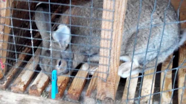 Проблемы с Клетками!!! смотреть онлайн