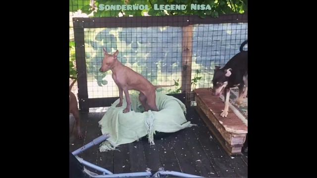 PSPP/ Sonderwol Legend Nisa смотреть онлайн