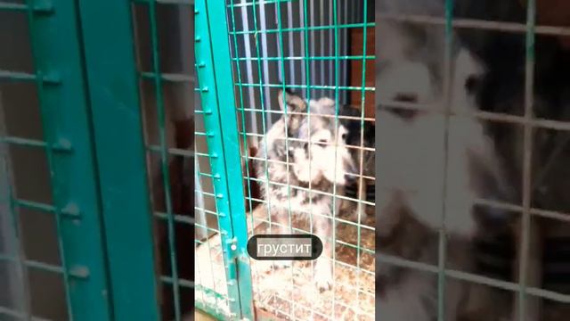 Найда, 9+лет ищет дом🏡Мск🏡 полное видео на канале🧡 #вдобрыеруки #собакаизприюта #возьмидруга #dog смотреть онлайн
