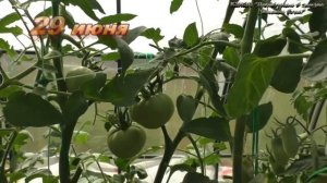 Самый лучший гибридный томат Розовый Спам