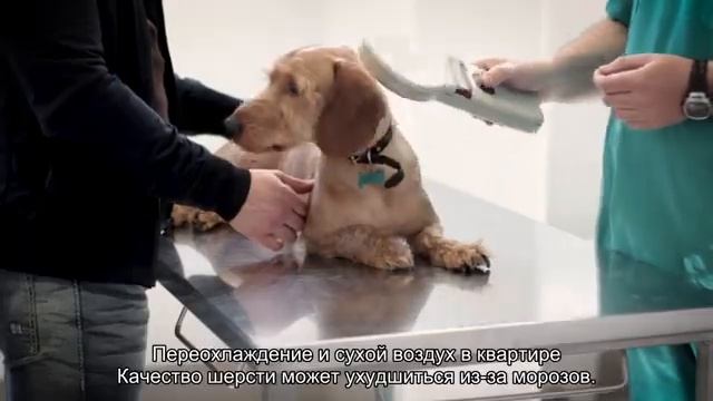 Почему у собаки зимой выпадает шерсть? смотреть онлайн