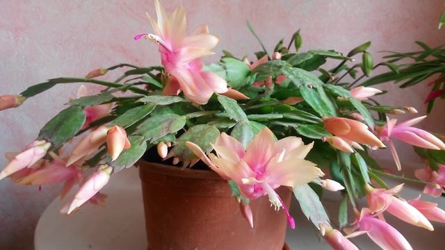 Cactus de Navidad. Schlumbergera buckley. Limelight dancer Schlumbergera. смотреть онлайн