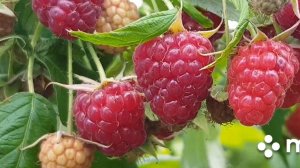Ремонтантная малина Полька и Карамелька