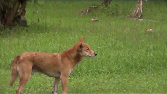 YAANIS (Canis lupus dingo) смотреть онлайн