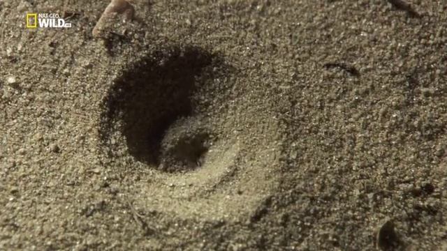 Удивительные насекомые (Муравьиный лев) смотреть онлайн