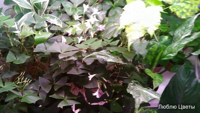 Разговор о полочках, взаимоуважении и как себя чувствуют растения купленные на выставке смотреть онлайн