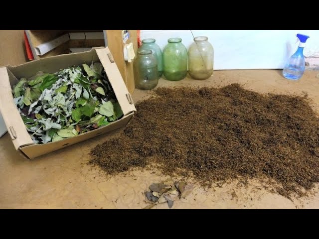 Табаководство: Ферментация табака + яблоня и вишня. смотреть онлайн