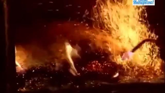 Как делают копченого лосося ? смотреть онлайн