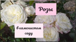 Розы в каменистом саду.