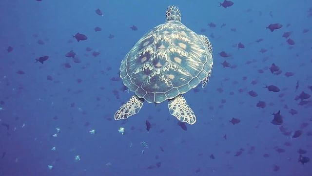 Морские черепахи смотреть онлайн