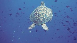 Морские черепахи