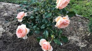 Роза Масора