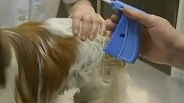 Московским собакам будут вживлять микрочипы смотреть онлайн