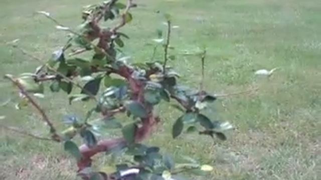 Carmona and Golden Gate Ficus смотреть онлайн