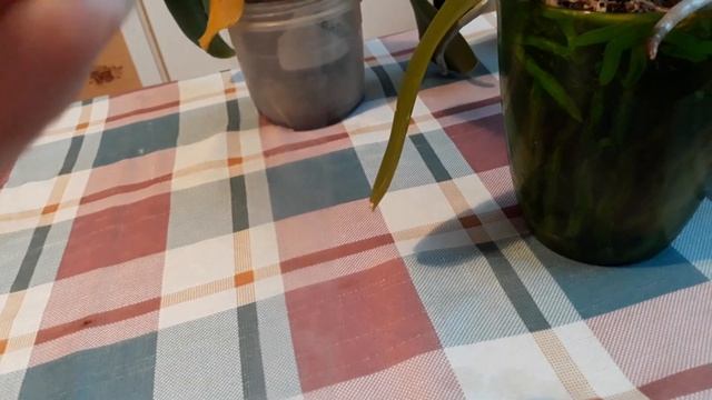 Как я гну цветонос у орхидеи. смотреть онлайн